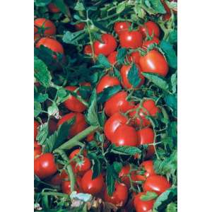 Астерікс F1  - томат детермінантний,  25 000 насіння (драже), Syngenta (Сингента), Голландія   фото, цiна